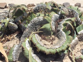 David Marsh Feb 2016