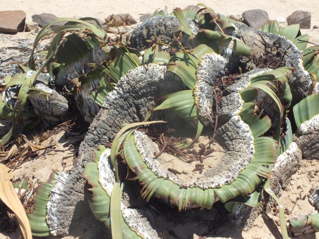 David Marsh Feb 2016