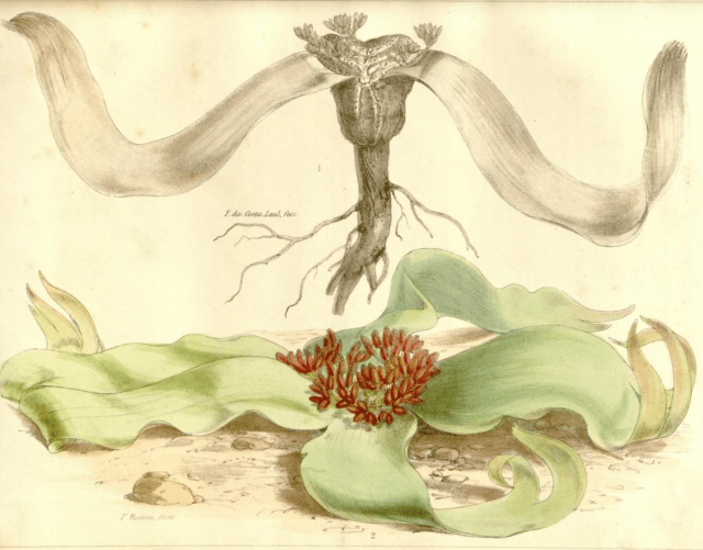 Weltwischia from a pianting by Baines, in Transactions of the Linnean Society, 1863