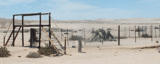 The caged welwitschia, David Marsh, Feb 2016