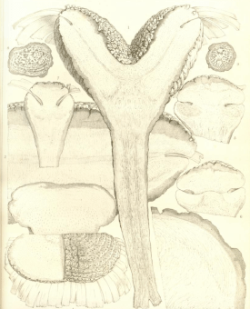 Weltwischia drawn by Walter Hood Fitch, from Transactions of the Linnean Society, 1863