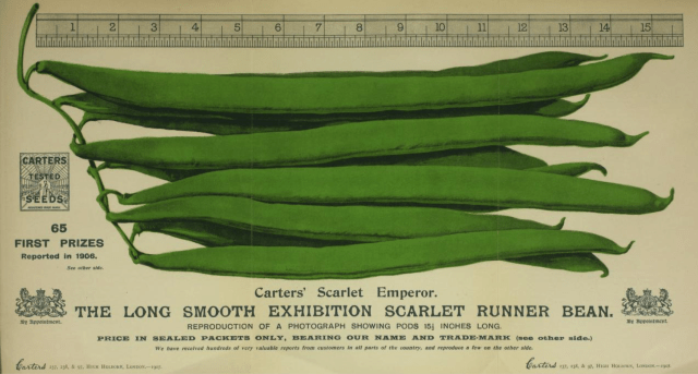 From Carter's 1909 Catalogue