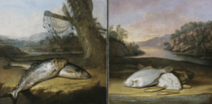 Two of the fish paintings in the banqueting room National Trust