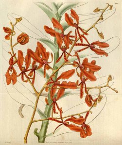 Renanthera coccinea Lour. Curtis’s Botanical Magazine, t. 2956-3038, vol. 57 [ser. 2, vol. 4]: t. 2997 (1830) [W.J. Hooker]