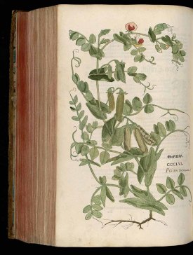 Pisum sativum L. Fuchs, L., New Kreüterbuch, t. 356 (1543) http://plantgenera.org/illustration.php?id_illustration=184772&SID=0&mobile=0&code_category_taxon=1