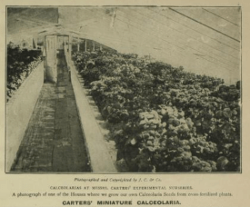 Calceolara from 1907 cataloe