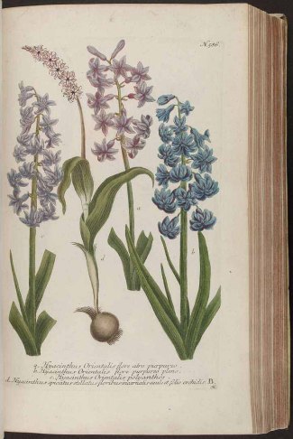 Hyacinthus orientalis L. [as Hyacinthus Orientalis polyanthos] Weinmann, J.W., Phytanthoza iconographia, vol. 3: t. 586, fig. c (1742) [unsigned]
