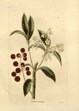 Ardisia crenata Sims [as Ardisia crenulata Lodd.] The botanical cabinet [C. Loddiges], vol. 1: t. 2 (1827) [G. Cooke] drawing: G. Cooke