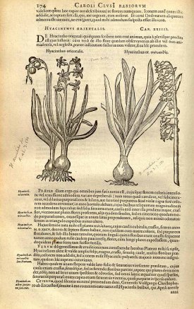 Hyacinthus orientalis L. [as Hyacinthus orientalis] Clusius, C., Rariorum plantarum historia, vol. 1: fasicle 2, p. 174, fig. 1 (1601)