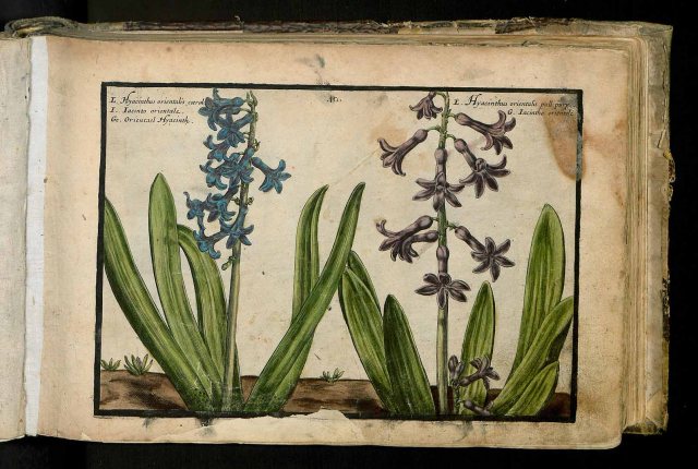 Hyacinthus orientalis L. [as Hyacinthus orientalis caeruleo] Passe, C. van de, Hortus floridus (coloured plates), fasicle 1. vernalis, t. 10, fig. 1 (1614)