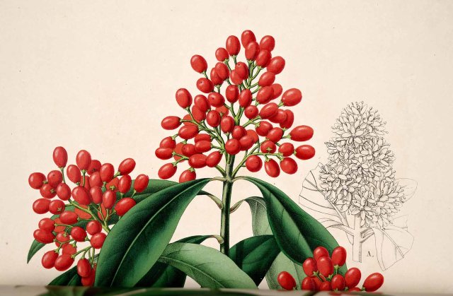 Skimmia japonica Thunb. L’ Illustration horticole, vol. 1: t. 13 (1854)