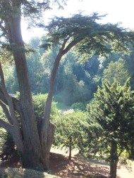 Looking down in the valley through one of the Bumstead cedars,DM