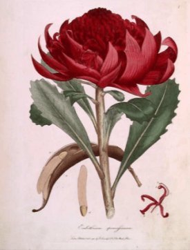 Embothyrium xxxx from http://www.kwag.org.uk/2015/07/13/the-flowers-of-lady-de-clifford/