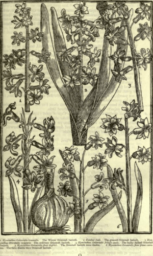 from Parkinson, https://archive.org/stream/paradisiinsolepa00parkrich#page/120/mode/2up