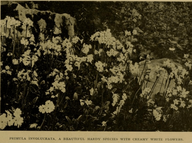 Th e Garden 24th april 1915 - photo from CE’s stand at chelsea 1914