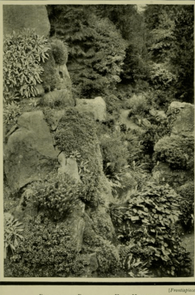 Frontispiece to Alpine Plants https://archive.org/details/alpineplantsprac00clar