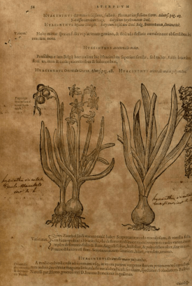 Plantarum, seu, Stirpium historia /Matthiae de Lobel ... Cui annexum est aduersariorum volumen ... By: L'Obel, Matthias de, 1576 https://archive.org/stream/mobot31753003488167#page/n53/mode/2up