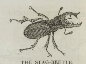 A natural history of reptiles, serpents, and insects, 1820 ed