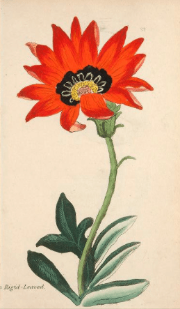 Gorteria rigens from Fifty Plates of Greenhouse Plants, 1807