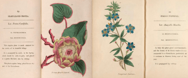 Protea cordifolia and Anagallis monellis