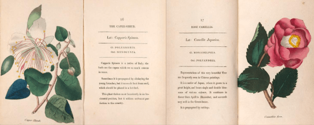 Capparis spinosa and Camellia japonica