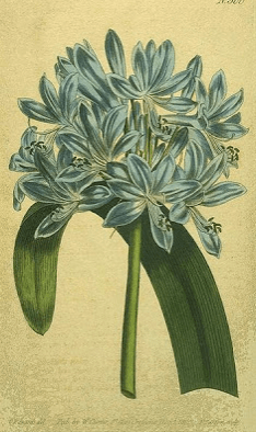 Agapanthus umbellatus from Curtis