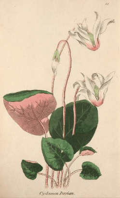 Cyclamen persicum