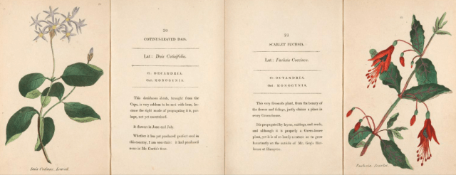 Dais cotonifolia and Fuschia coccinea