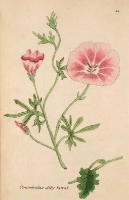 Convulvulus althacoides