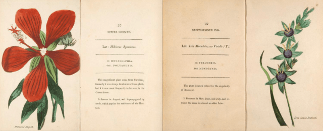 Hibiscus speciosus and Ixia maculata viridis