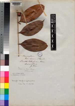 Kew's herbarum specimen of Memecylon lateriflorum [formerly Memecylon donianum] http://apps.kew.org/herbcat/getImage.do?imageBarcode=K000242513