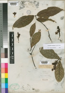 Kew's herbarium specimen of Asystasia scandens, collected by Don in Sierra Leone, http://apps.kew.org/herbcat/getImage.do?imageBarcode=K000394794