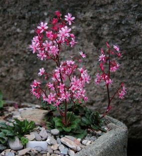 Saxifraga var. primuloides 'Elliott's Variety'
