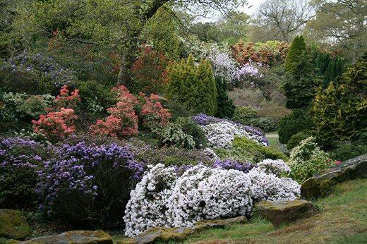 The rock garden at Exbury https://www.rhs.org.uk/gardens/partner-gardens/articles/Gardening-on-the-rocks