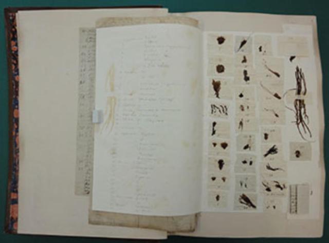 from the Don - Smith correspondence https://www.linnean.org/the-society/news/2013/10/07/october-2013-conserving-george-dons-letters