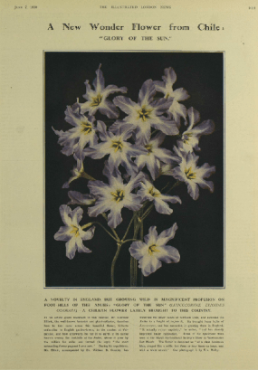 Illustrated London News, June 07, 1930