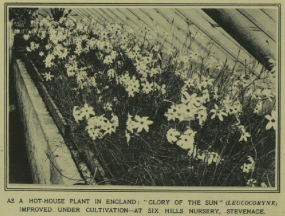 Illustrated London News, June 07, 1930