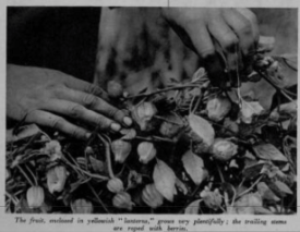 The Jamberberry from Illustrated Sporting and Dramatic News - Friday 18 September 1942