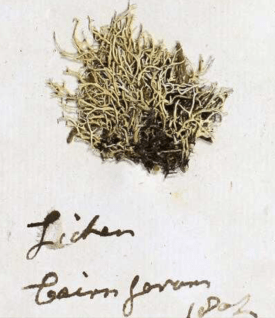 Lichen sample included in a letter to James Smith 29 May 1806 http://linnean-online.org/64863/