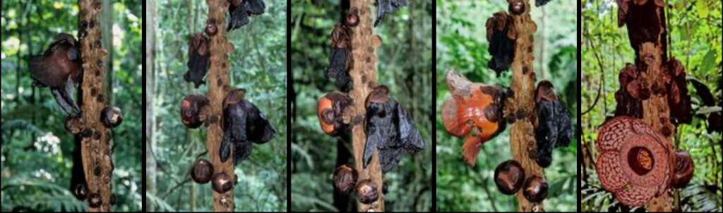 Rafflesia | The Garden History Blog