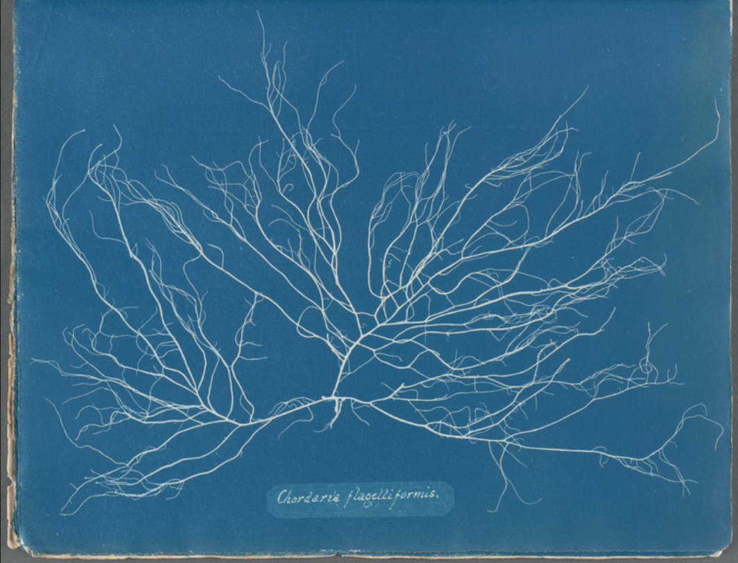 Blueprints | The Garden History Blog